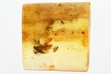 Detailed Fossil Flies and Moth In Baltic Amber #339457-1